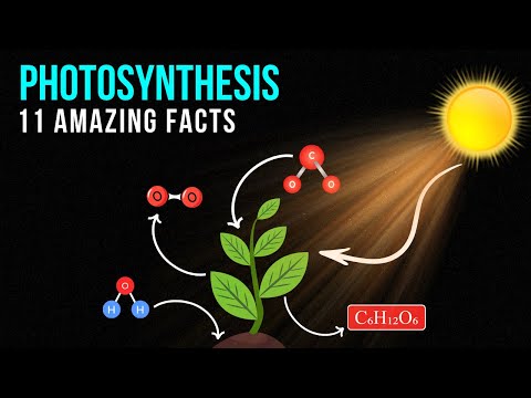 11 Amazing Facts About Photosynthesis!