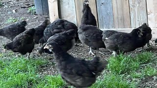 Chocolate Orpington chicks moving day! Chocolate Orpington 10 Weeks Old