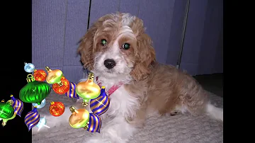 Come si chiama l'incrocio tra un barboncino è un maltese?