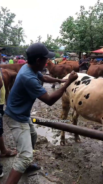 PART 1❗️EKSPRESI MUKA DAN UCAPAN MANIS BLANTIK, Ketika Nawarin Sapinya😂 #viral #shorts #omongmanis
