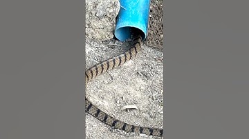 Best Video Big Snake Trap/Big Snake Trap #snake #snaketrap #bigsnake #traps #trap #shorts #youtube
