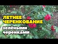 Летнее черенкование зелеными черенками на примере розы и вишни