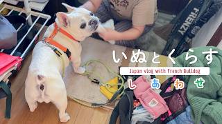 11才のフレブルと暮らす日常｜ドッグイベントに密着｜買ったモノ紹介