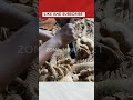 SENI ukir yang sangat bagus #fypシ #viral #fishing