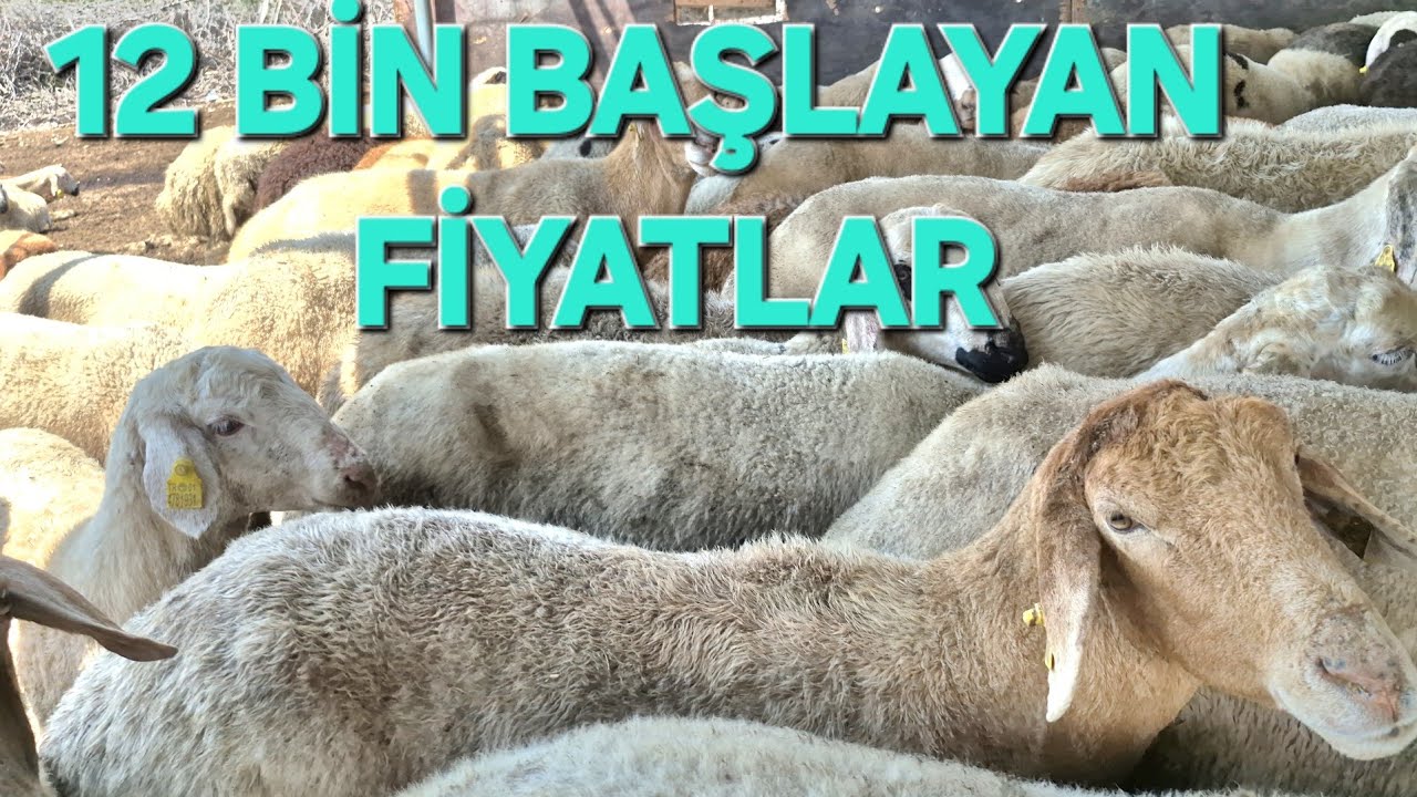 2025❗️12 BİN TL BAŞLAYAN FİYATLAR SARIÇAM ADEM BESİ ÇİFLİĞİ #2025 #adana #koyun #kurbanlıkfiyatları
