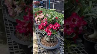 Rare Thailand Imported Adenium Plant Online Shopping