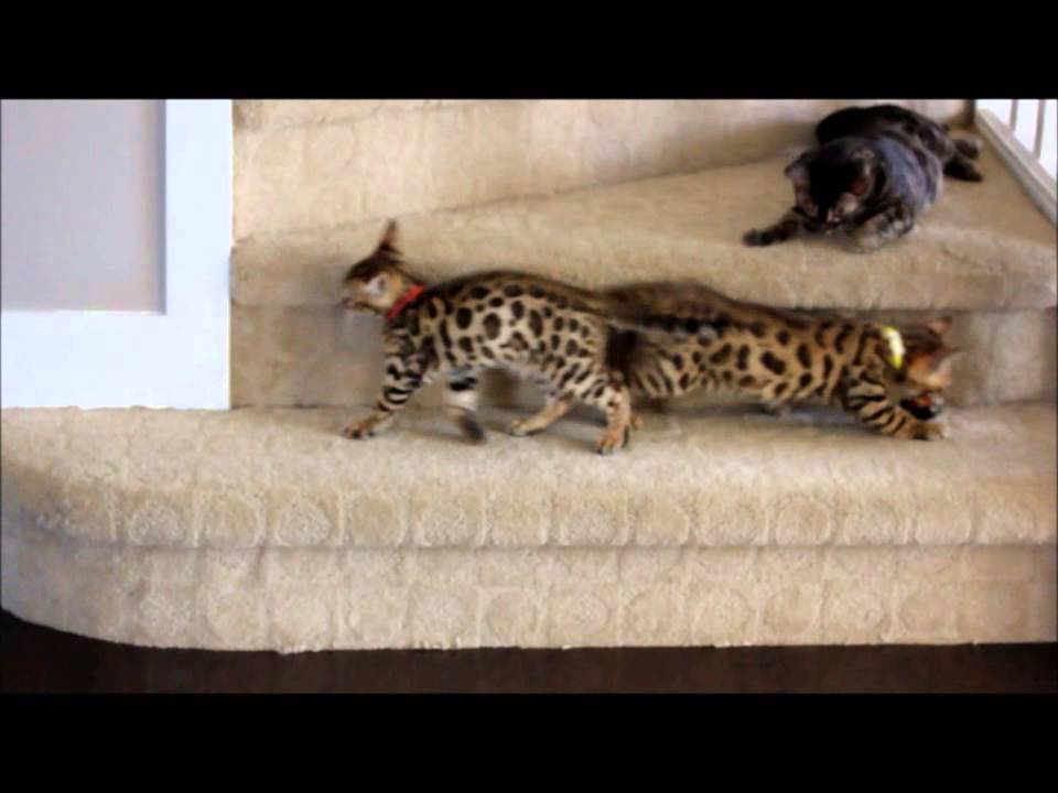 Bengal Kittens (10 weeks old) - YouTube