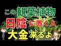日陰の観葉植物で運気アップの秘密はコレ!【風水アドバイザーが解説します】