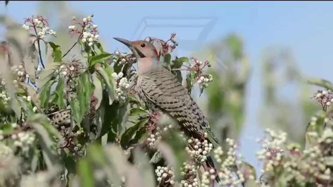 Yellow shafted Flicker, Colaptes auratus, eating berries, bathing.
