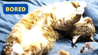 How To Know If My Cat Is Bored, And What To Do About It? Here Are 5 Signs.  Furry Feline Facts. by Loving Paws TV 16 views 1 year ago 4 minutes, 14 seconds