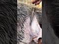 Wild Boar Food Meat Cuttingskills Youtubeshorts Trending Wildboar Wild Boar Food Meat Cuttingskills Youtubeshorts Trending Wildboar