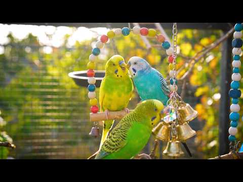 Play This for 60 Seconds and Watch Your Bird Start Singing 🎶