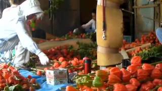 露地ホオズキ最盛（大和町）20110805