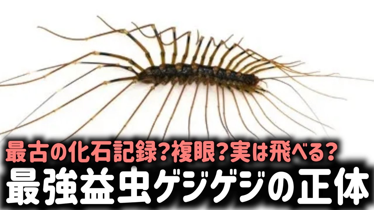 Geji Geji Insect ゲジゲジ(虫)が頭を這うとハゲになる _ ゲジゲジ(虫)が頭を這うとハゲになる – BXBL