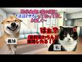 【スカッと猫ミーム】義妹息子の送迎を毎日押し付ける夫「在宅のお前は暇だろ」。私の給料明細を見せて反撃した結果 #猫ミーム