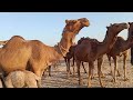 Camels  wonderful camels  brown camels near umerkot  thar thak