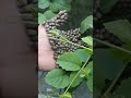 قطع أي شيء لا يصدق على الساق