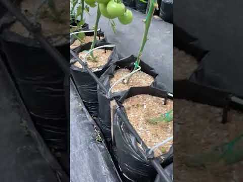 Vídeo: Cultivo de plantes a l'interior amb hidroponia
