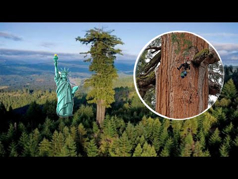 Video: Pokok Hidup Tertua: Beberapa Pokok Tertua Di Seluruh Dunia