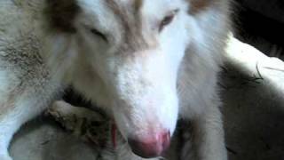 MVI_6037.AVI
