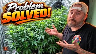 This CANNABIS grow almost had a HUGE PROBLEM!  |  Spider Farmer GGS System