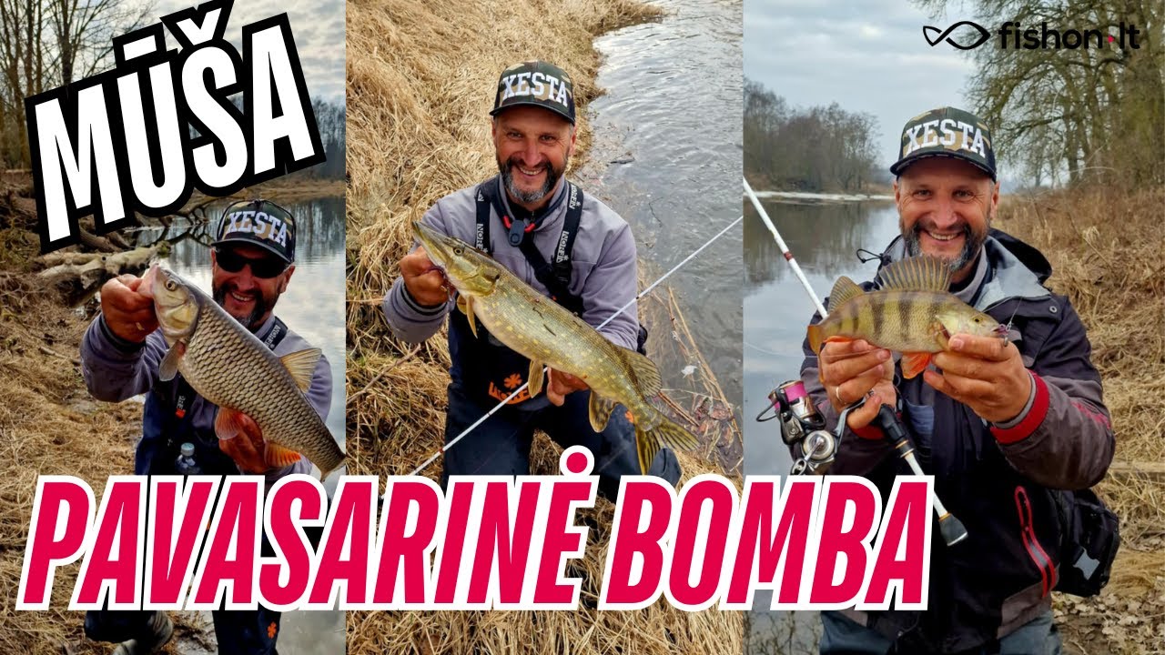 Mūša | Pavasarinė bomba