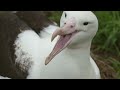 A Royal Albatross Can Fly for 13 Straight Months 👑 Into the Wild New Zealand | Smithsonian Channel