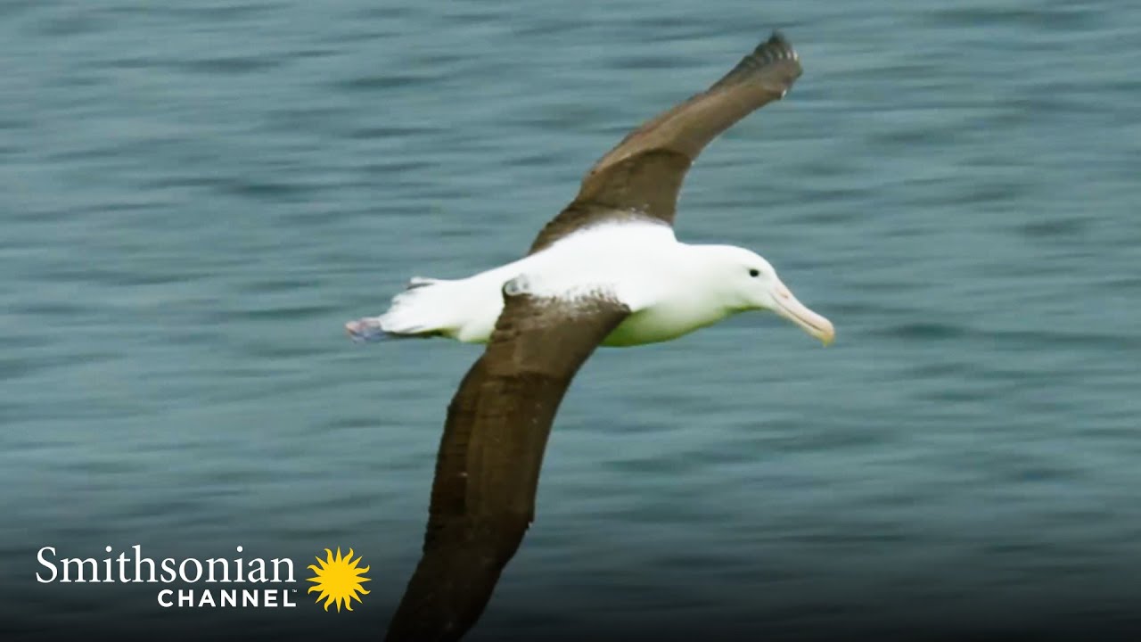 A Royal Albatross Can Fly for 13 Straight Months 👑 Into the Wild New Zealand | Smithsonian Channel