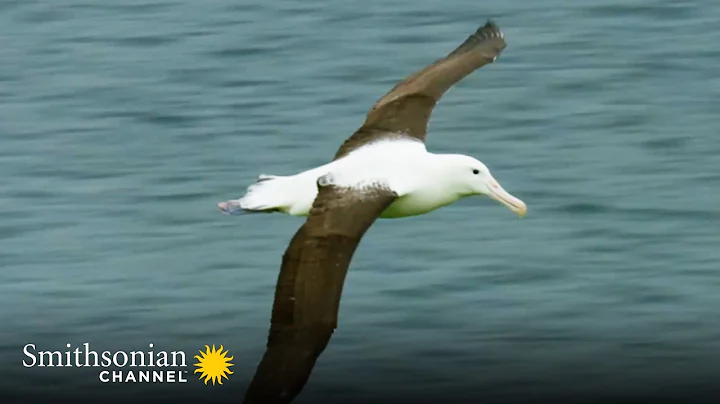 A Royal Albatross Can Fly for 13 Straight Months 👑 Into the Wild New Zealand | Smithsonian Channel - DayDayNews