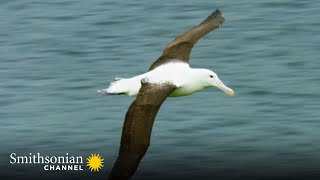 A Royal Albatross Can Fly for 13 Straight Months 👑 Into the Wild New Zealand | Smithsonian Channel by Smithsonian Channel 76,815 views 11 months ago 4 minutes, 7 seconds