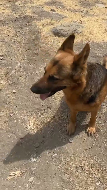 Tida Dog تیدا خانم سگ معروف باهوش ایرانی تیدا خانم تیدا سگ ایرانی تیدا خانم سگ باهوش تیدا سگ سگ سگ