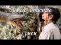 Самые опасные змеи