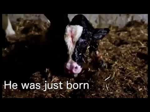 This Is The TRUTH Behind Dairy