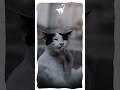 love cat #pets  #music #laugher