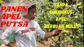 Panen Apel Putsa || Tanpa dibungkus apel tetap mulus