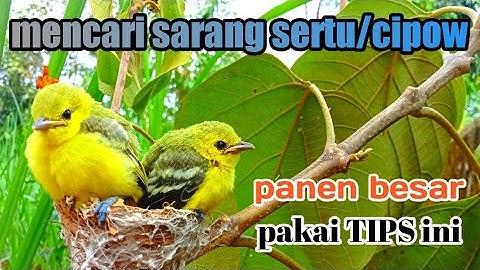 mencari sarang cipow/sirtu...panen besar gunakan tips ini...ga butuh lama langsung ketemu.
