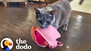 Download Lagu Cat's Favorite Things In The World Are Bras | The Dodo MP3 Download Lagu Cat's Favorite Things In The World Are Bras | The Dodo MP3