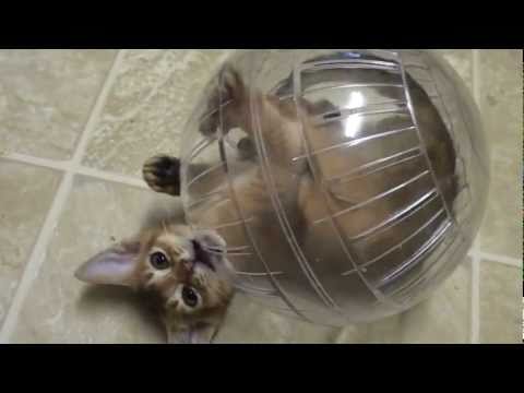 Kitten ADDICTED to HAMSTER BALL!!