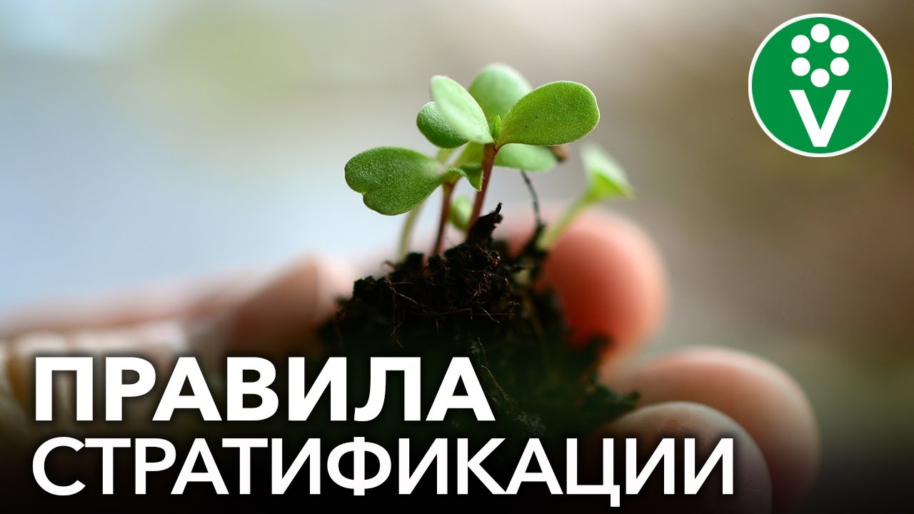 Просветок Интернет Магазин Весна 2022 Просветок Интернет Магазин Весна 2022