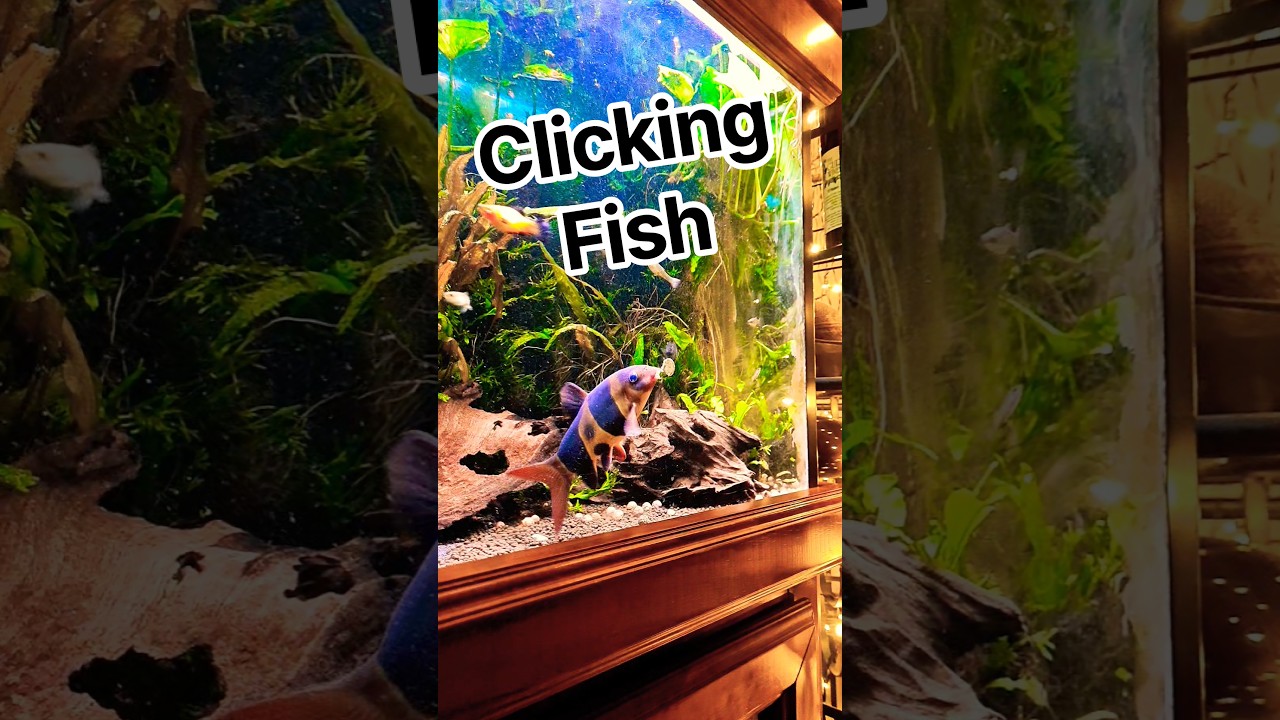 FISH Make CLICKING Sounds #exoticaquariumfish #aquarium #fishtank #fish