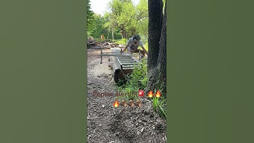 #arborist #tree #trees #stihl #wood #woodworking #cuttingskills #woods #woodwork #shorts #video