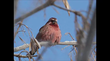 31 Подвид Птиц Семейства Вьюрковые Fringillidae