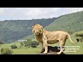 Kijito 3 Purungat Breakaway Boys Inselberg Sons Maasai Mara Lions