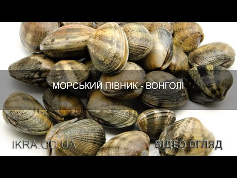 Что такое вонголе или морской петушок или морской гребень - видео обзор от икра.od.ua + рецепт пасты