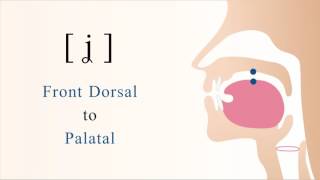 [ ʝ ] voiced dorsal palatal non sibilant fricative