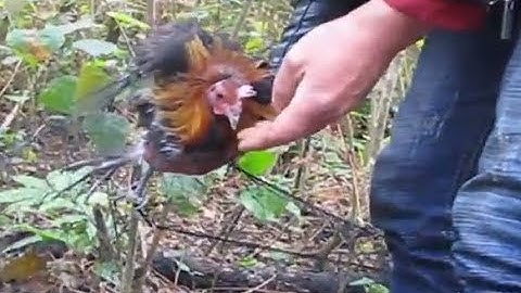 Yos hav zoov 2018 - siv vas cuab qaib qus mag zoo heev