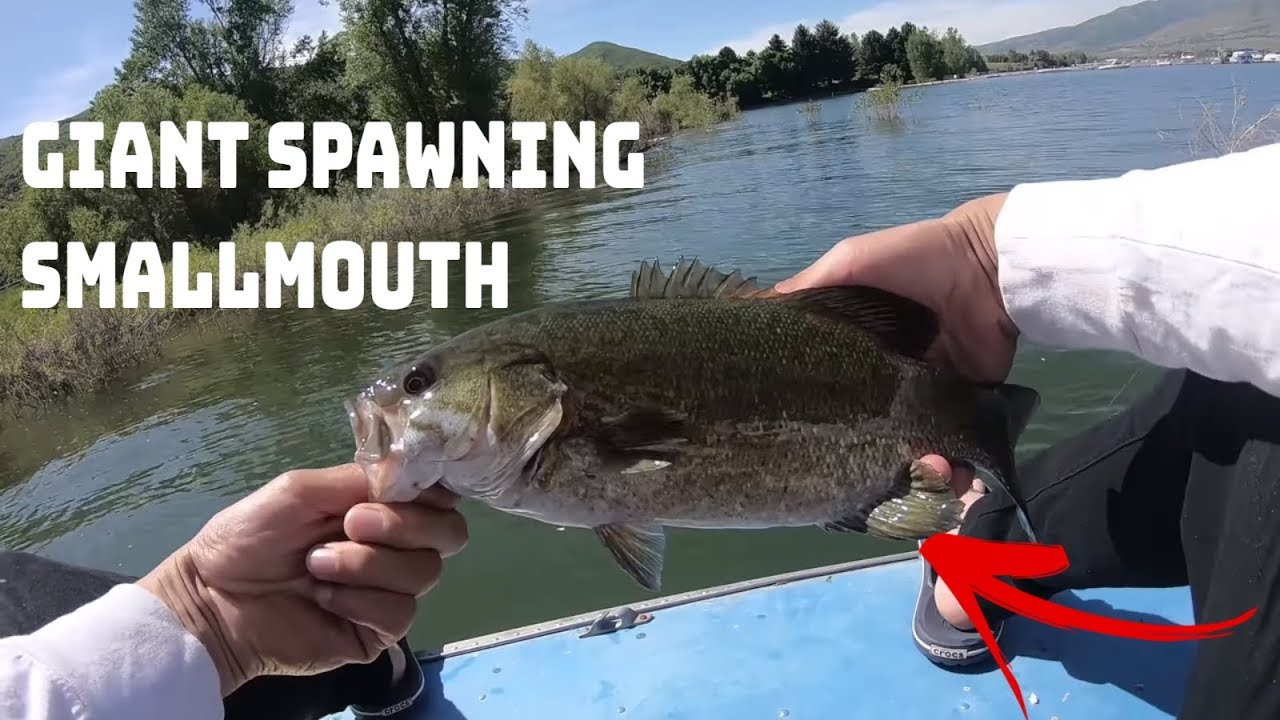 pineview reservoir fishing smallmouth bass fishing tricks and tips