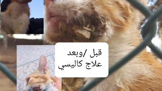 علاج فيروس كاليسي 🐈👏