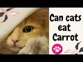 Can cats eat carrots  benefits and risks of feeding carrots to your cat