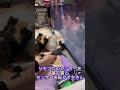 リモコンのセンサーを塞ぐ猫さまとセンサーを転がす主さん　#cat #リモコン #リモコンセンサー